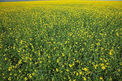 多人生存游戏《夜族崛起》参加Steam秋季特卖！一起来探索瓦尔多兰大陆吧！